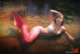 Seashells <br />(2 Sets Available)